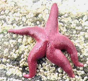 Bloody Henry (Henricia oculata)